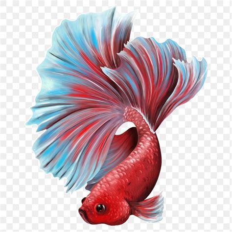 Colorful Betta Fish Design Element Premium Image By Te
