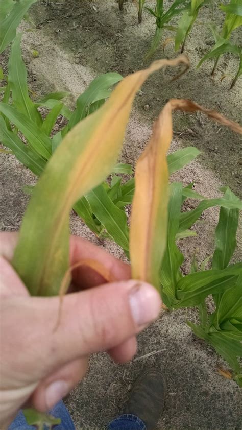 Corn Nutrient Deficiencies Tattnall County Extension