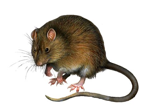 Mouse Rat Png Image Transparent Image Download Size 1024x746px