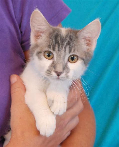 35 Rescued Kittens Are Available For Adoption Today