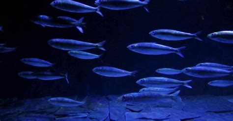 A School Of Fish Swimming In An Aquarium · Free Stock Video