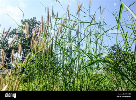 Broom Straw Grass Hi Res Stock Photography And Images Alamy