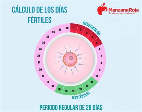 Fertilidad Cálculo Para Quedar Embarazada Calendario De Ovulación