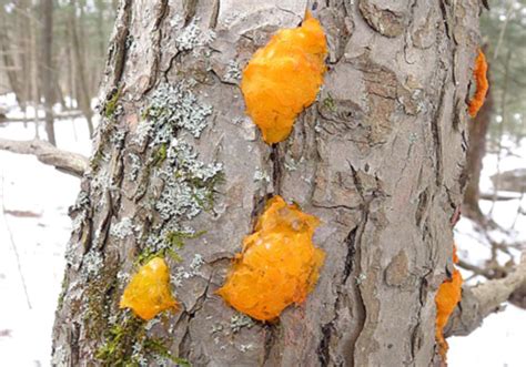 Plus, not every tree fungus is fatal. orange fungus in wood chips