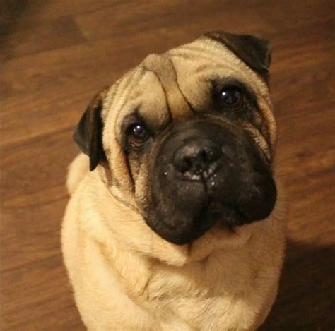 15 Pugs Mixed With Shar Pei Page 3 The Paws