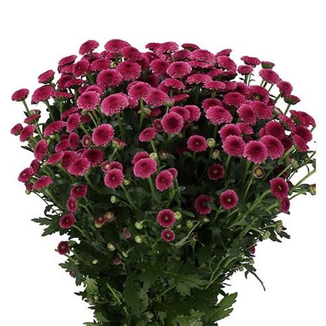 Chrysant San Nonstop Cm Wholesale Dutch Flowers Florist Supplies Uk