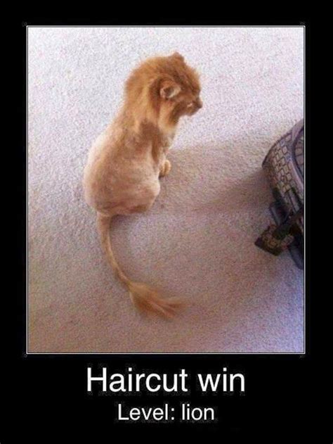 Who just so happens to have a lion haircut currently. Haircut Win Level:lion - http://giantgag.net