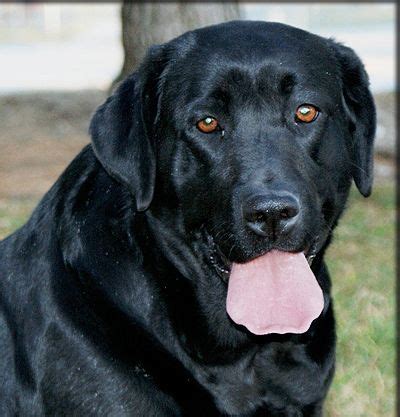 The perfect family dog, labs make excellent companions for people of all ages. English Labrador Retriever Females - Summerland Labradors ...