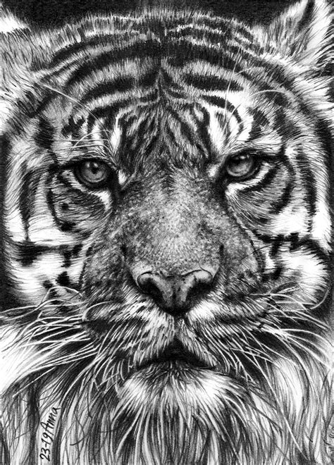 Realistic Tiger Drawings