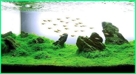 Belajar aquascape 1 tema batu karang youtube. 7 Jenis Gaya Aquascape dari Berbagai Negara - Ekor9.com