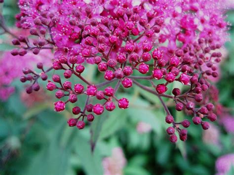 Because each little succulent takes months to propagate and each arrangement takes a lot of love and time to create, they don't recreate easily to sell and/or ship, unfortunately! Free photo: Flowers, Head, Pink, Small, Bright - Free ...