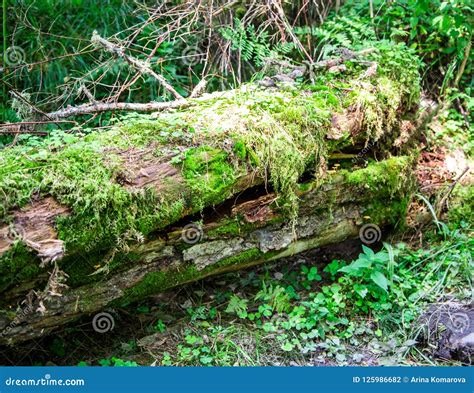 Dead Broken Tree In A Forest Moss And Herb Wrapped Stock Photo Image