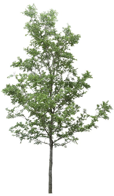 Download Tree Png Image Hq Png Image In Different Resolution Freepngimg