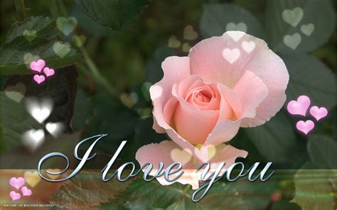 I Love You Text Pink Rose Flower Hearts Hd Widescreen Wallpaper Romantic Backgrounds