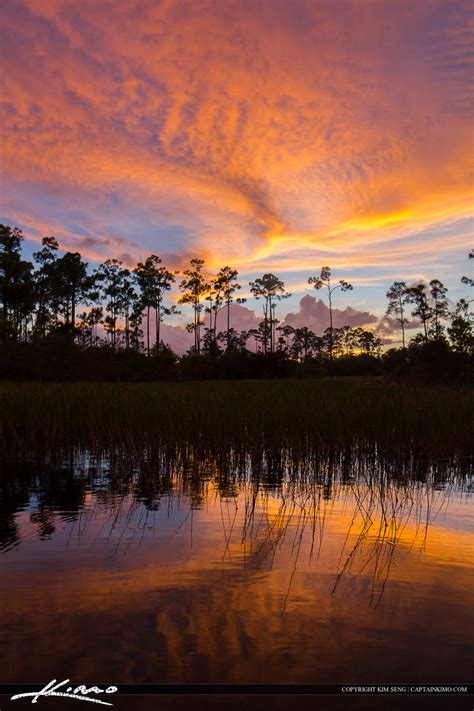 Florida Sunset Pine Forest Wetlands Tall Hdr Photography By Captain Kimo