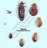 Images of Cockroach Larvae
