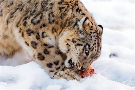 Djamila Eating Her Meat The Snow Leopardess Eating Some Me Flickr