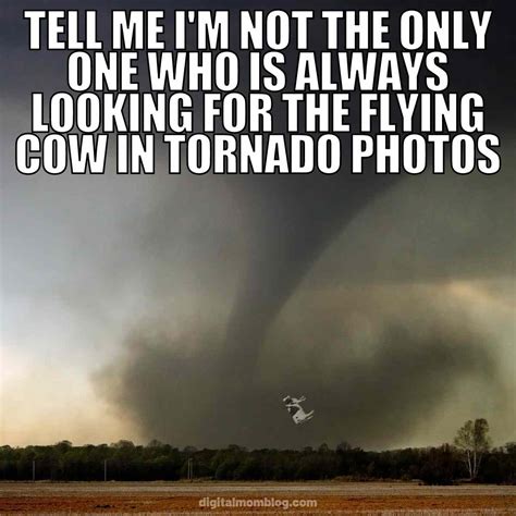 Cow Tornado Meme Enki Research