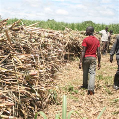 Increase Yields In Sugarcane Growing Daily Monitor