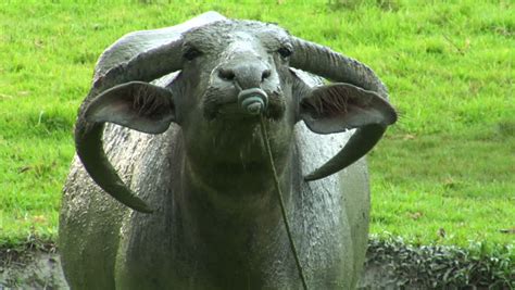 Aggressive Water Buffalo Ox Close Up Stock Footage Video 3525152