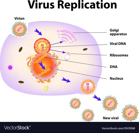 Virus Replication Cycle Royalty Free Vector Image
