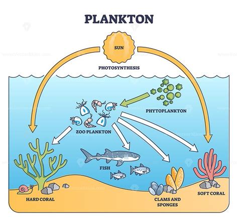 Plankton Life And Water Organisms Food Chain Role Explanation Outline
