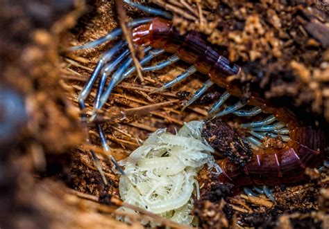 House Centipede Life Cycle