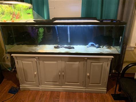 Gallon Aquarium For Two Red Ear Slider Turtles With Above Basking