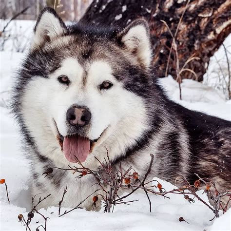 15 Amazing Facts About Alaskan Malamutes You Might Not Know Pettime