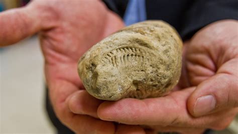 World Record Fossilized Poop Collection On Display