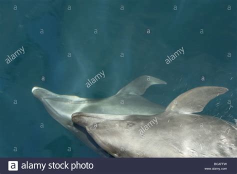 Bottlenose Dolphin Underwater Gulf Of California Mexico Stock Photo