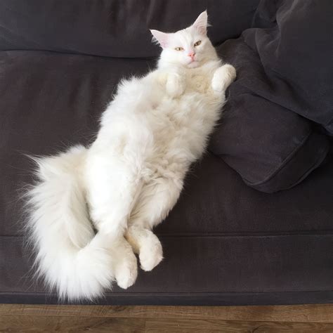 Turkish Angora Turkish Angora Cat Angora Cats Turkish Van Cats