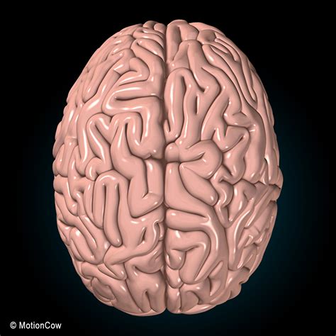 Human Brain Pons