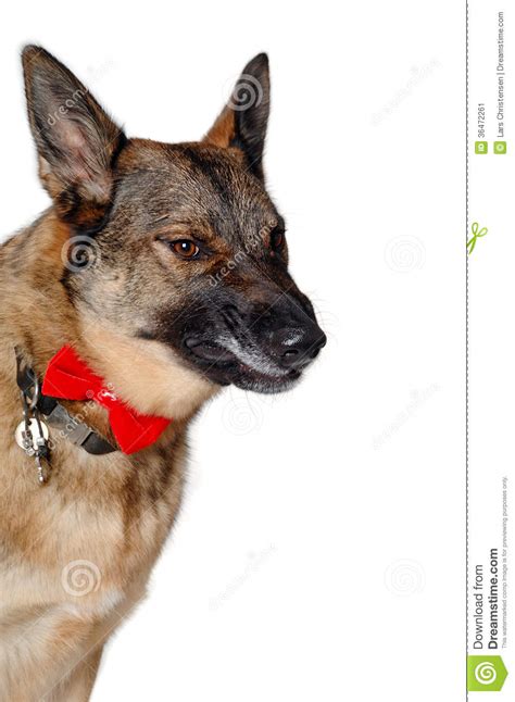 Angry German Shepherd Dog Stock Image Image Of Isolated