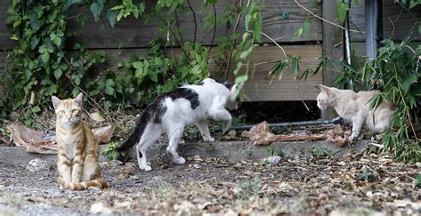 Feral Cat Problems Neighbors Struggle To Remove Feline Colony