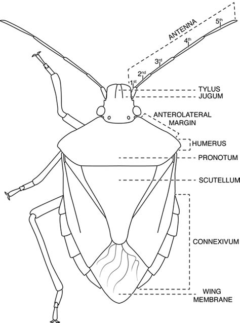 Stick Bug Anatomy