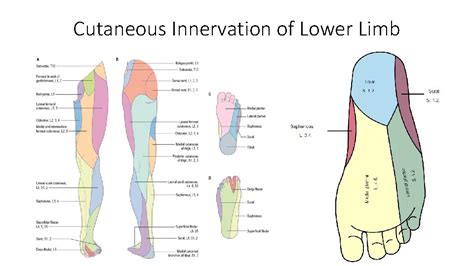 Cutaneous And Dermatomal Innervation Of Lower Limb Learning