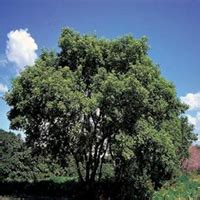 Maybe you would like to learn more about one of these? arbre : Érable à Giguère arbre