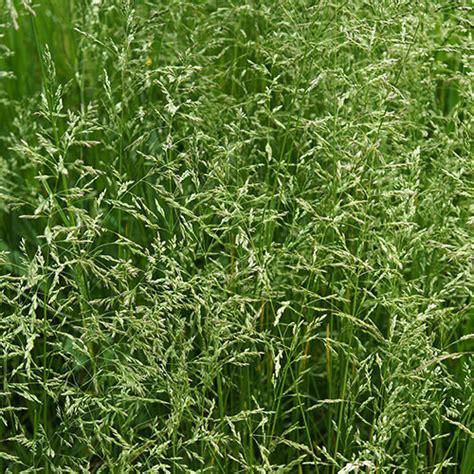 Meadow Fescue Pollen Walk