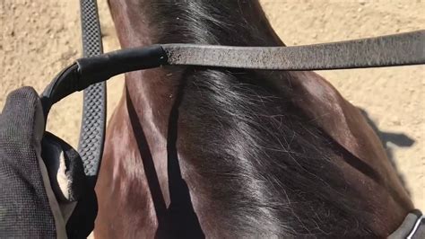 How To Properly Hold Your Reins And Use Them Youtube