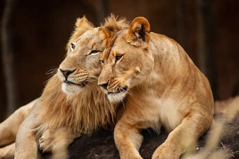 descubren que la hormona oxitocina vuelve a los leones menos feroces infobae