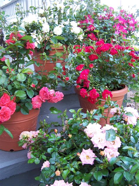 This disease used to be very common, however, most landscape roses grown in maryland are the highly black spot resistant knock out® rose cultivars. growing roses planting hassle-free easy rose varieties ...