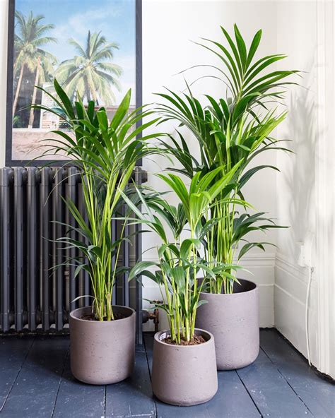 Kentia Palm Howea Forsteriana Plant Delivery London The Stem