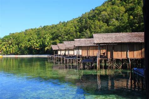 Assalamualaikum sahabat setia dian walet. Gorgonian Fan - Picture of Raja Ampat Doberai Eco Resort ...