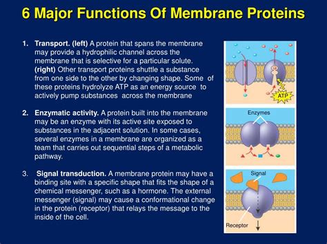 How Cell Membrane Function Structure Functions And Diagram