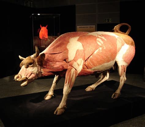 “body Worlds Animal Inside Out” Elicits Best Kind Of “ew” From