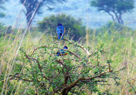 Top 5 Nairobi Wildlife Sights Kenyan Moments