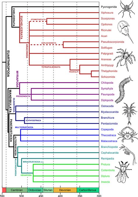 Origins And Early Evolution Of Arthropods Arthropods Evolution Ancient Knowledge