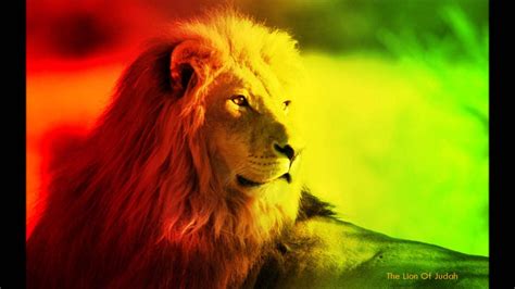 Reggae Lion Wallpaper 67 Images
