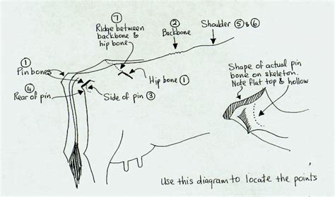The foot bones shown in this diagram are the talus, navicular, cuneiform, cuboid, metatarsals and calcaneus. Condition Scoring Cows - Overview - LSB